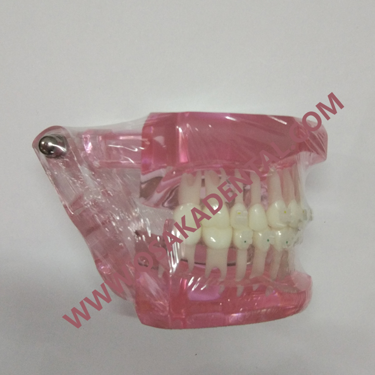 Molde dental de los dientes para la enseñanza / pieza de mano dental / unidad dental / silla dental