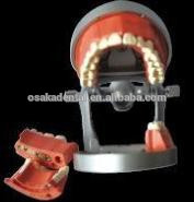 Modelo de enseñanza OSAKA DENTAL de Phantam USA