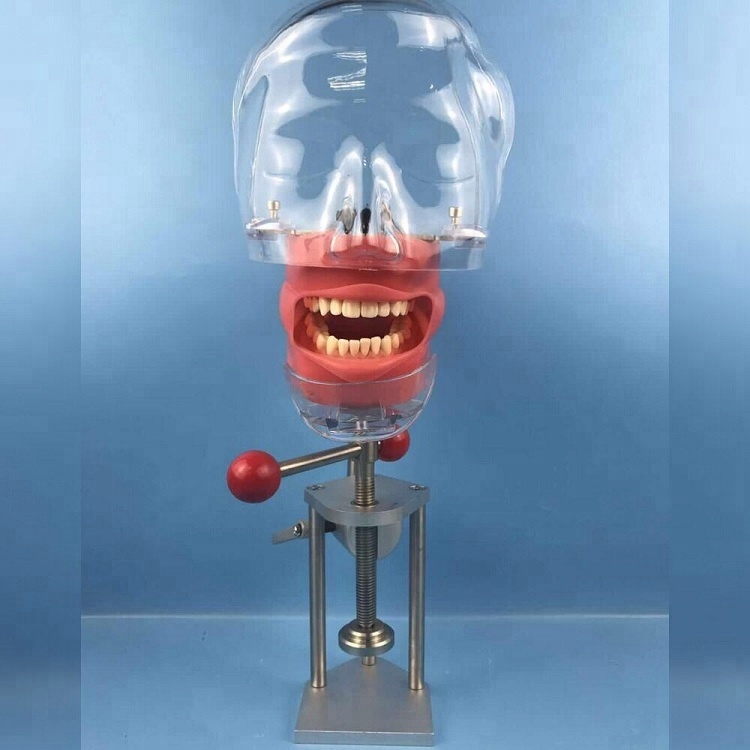 Equipo de laboratorio / momodel de cabeza fantasma dental compatible con Nissin