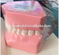 Modelo de dientes para la enseñanza de estudiantes.