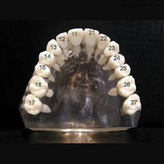 Dientes dentales con tornillo para estudio molde OSA-Teeth-N