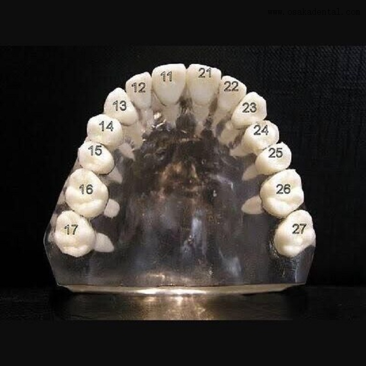 Dientes dentales con tornillo para estudio molde OSA-Teeth-N