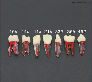 Modelo de dientes de resina para práctica docente de estudiantes de dentista