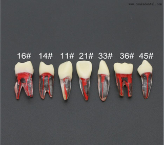 Modelo de dientes de práctica para uso de estudiantes de dentista