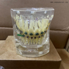 Modelo de ortodoncia de dientes dentales para la enseñanza del dentista