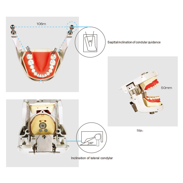 Dental Senior Articulator Dientes Manikin Simulación Práctica