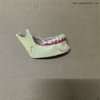 Modelo de dientes de descomposición mandibular dental 