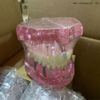 Modelo de implante de dientes dentales para la enseñanza del dentista