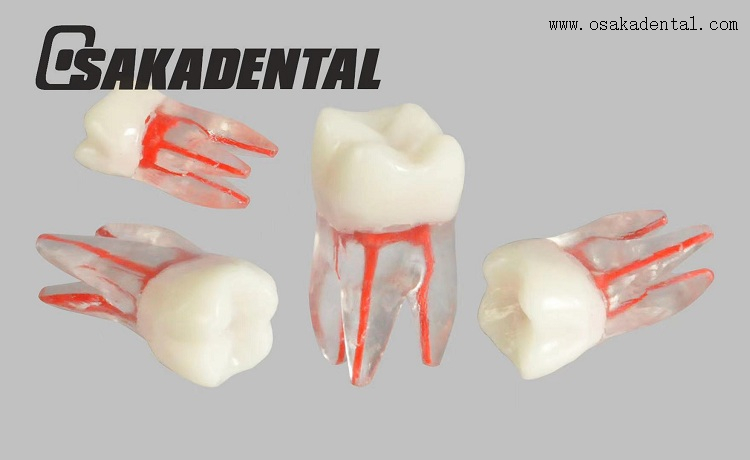 Molde de estudio de dientes de conducto radicular dental