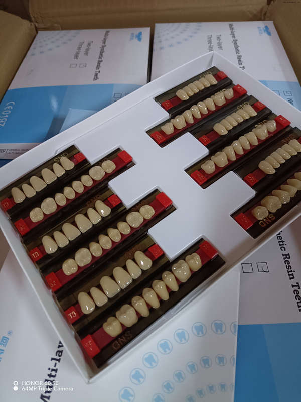 Dientes de resina de dos tonos de alta calidad para dentaduras postizas de aspecto natural