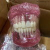 Modelo de implante de dientes dentales para la enseñanza del dentista