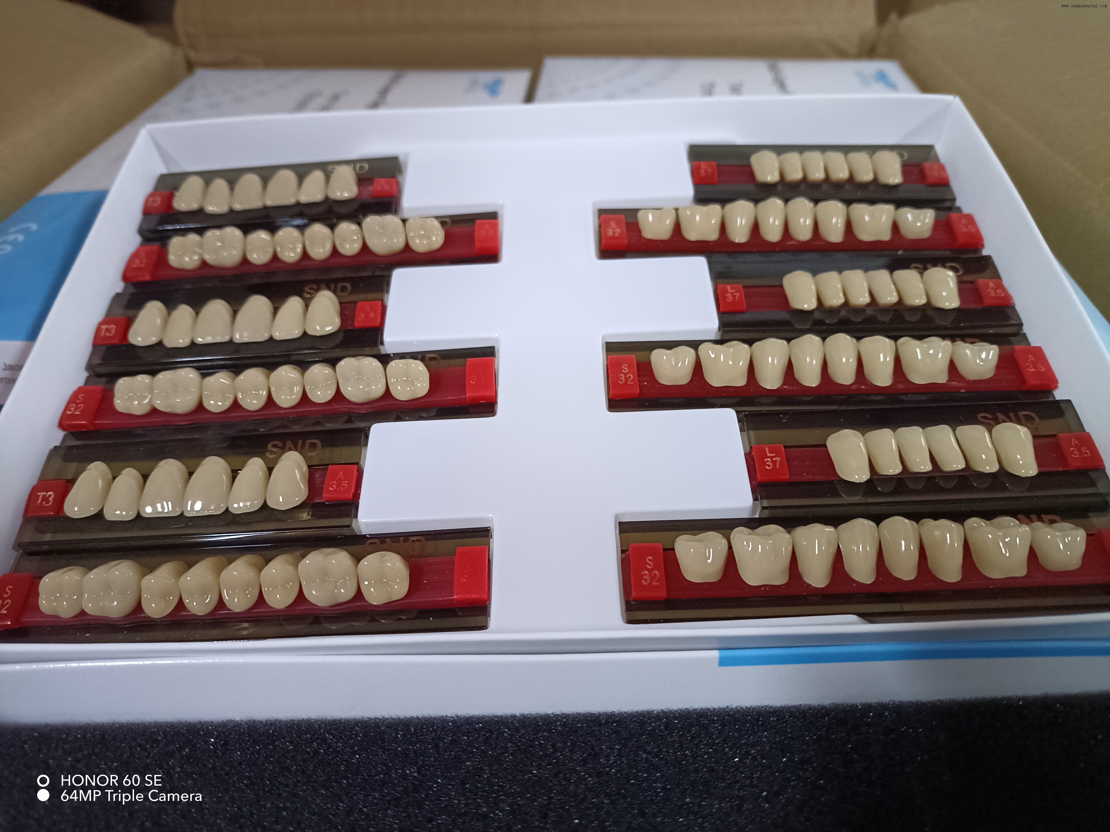 Dientes de resina de dos tonos de alta calidad para dentaduras postizas de aspecto natural