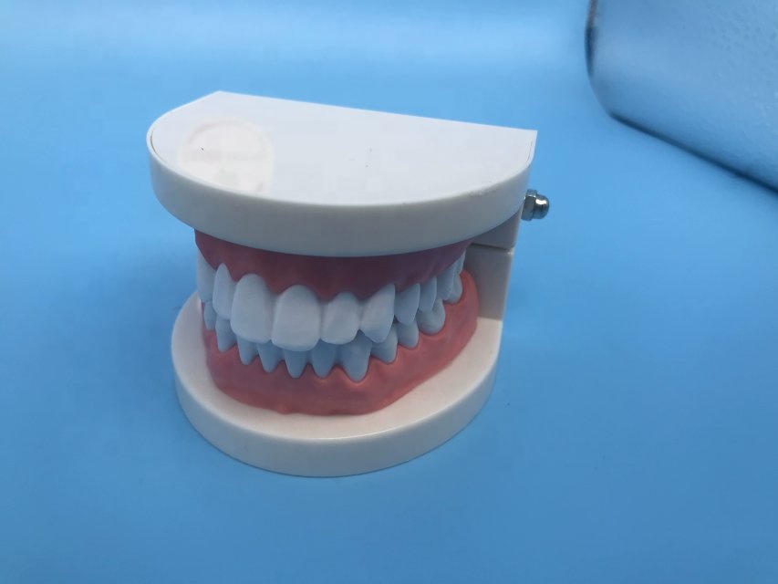 Modelo de dientes de enseñanza para estudiantes