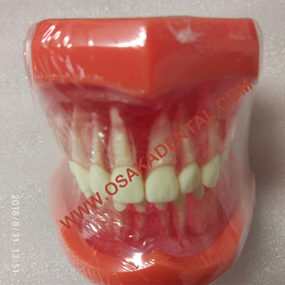 Modelo de enseñanza de forma dental Modelo de tamaño natural (extraíble) / Modelo de enseñanza de prótesis
