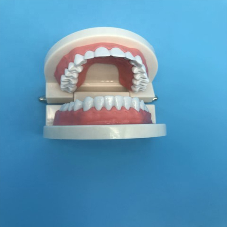 Modelo de dientes de enseñanza para estudiantes