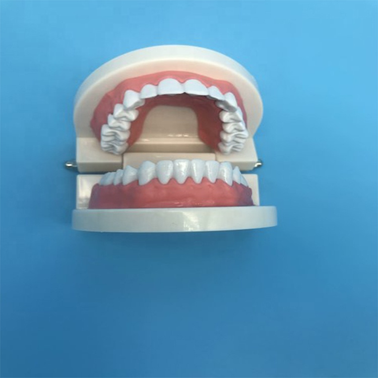 Modelo de dientes de enseñanza para estudiantes