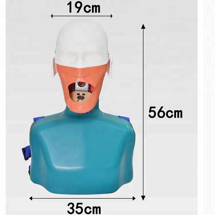 Un modelo de cabeza de maniquí dental enseña y estudia dientes dentales