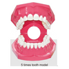 Modelo de diente dental para enseñanza y formación.