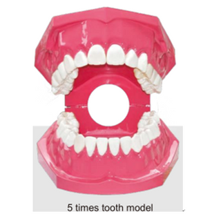 Un modelo de diente dental para la enseñanza y la formación.