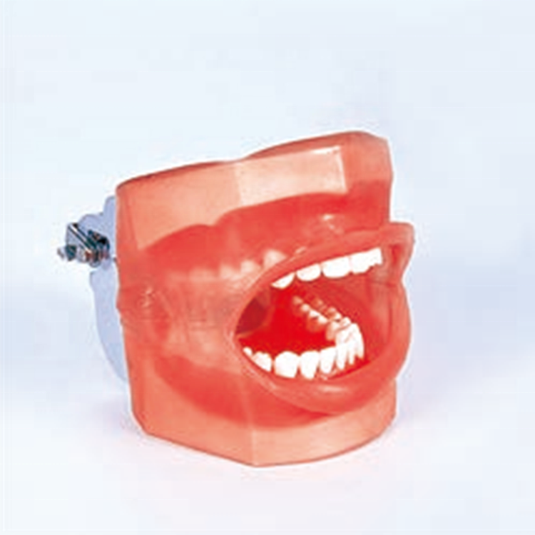 Un maniquí dental simple con drenaje de agua