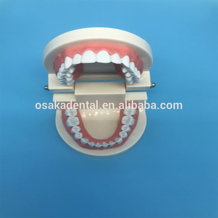 Modelo de dientes de enseñanza para estudiantes